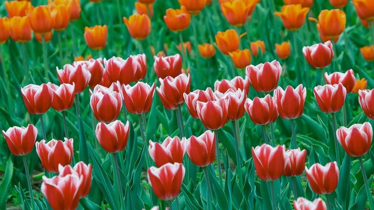 Kediniz Varsa Bu Bitkileri ve Çiçekleri Evinizde Bulundurmayın: Bir Parçası Bile Can Dostunuzu Hayatından Edebilir