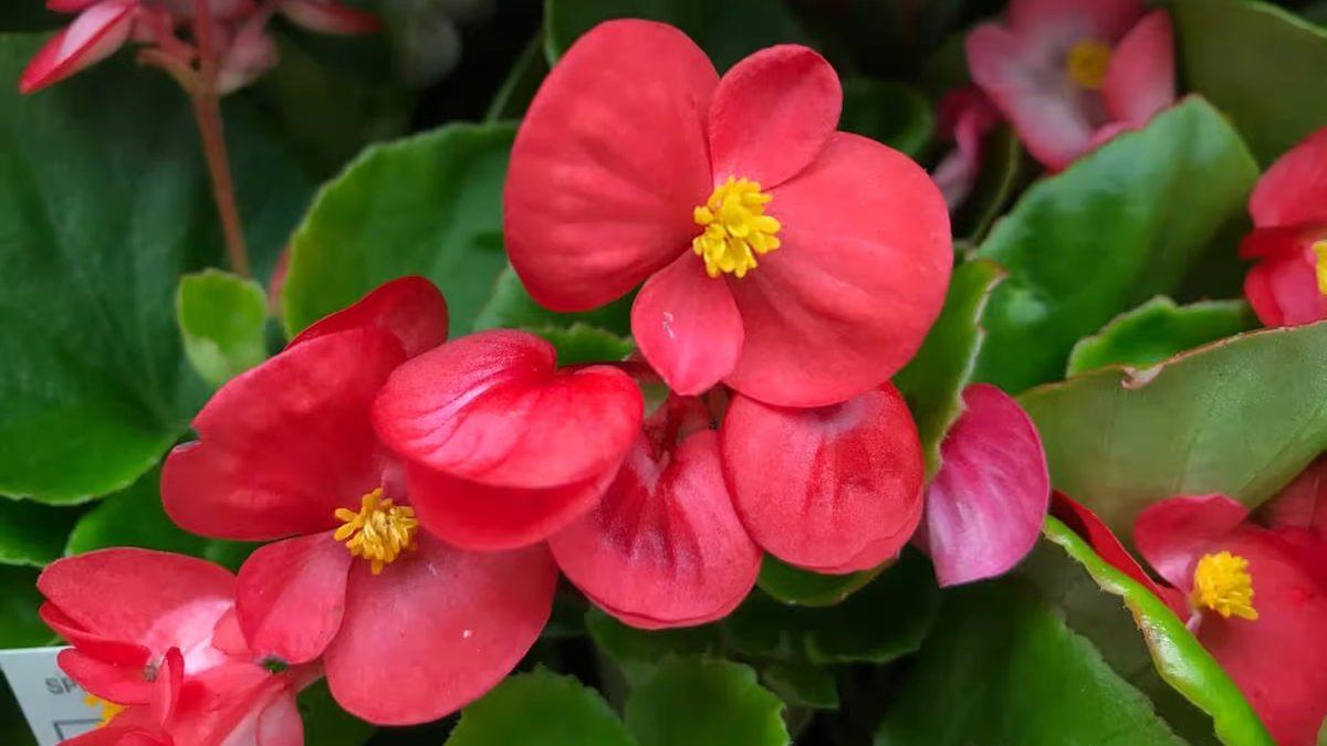 Kediniz Varsa Bu Bitkileri ve Çiçekleri Evinizde Bulundurmayın: Bir Parçası Bile Can Dostunuzu Hayatından Edebilir