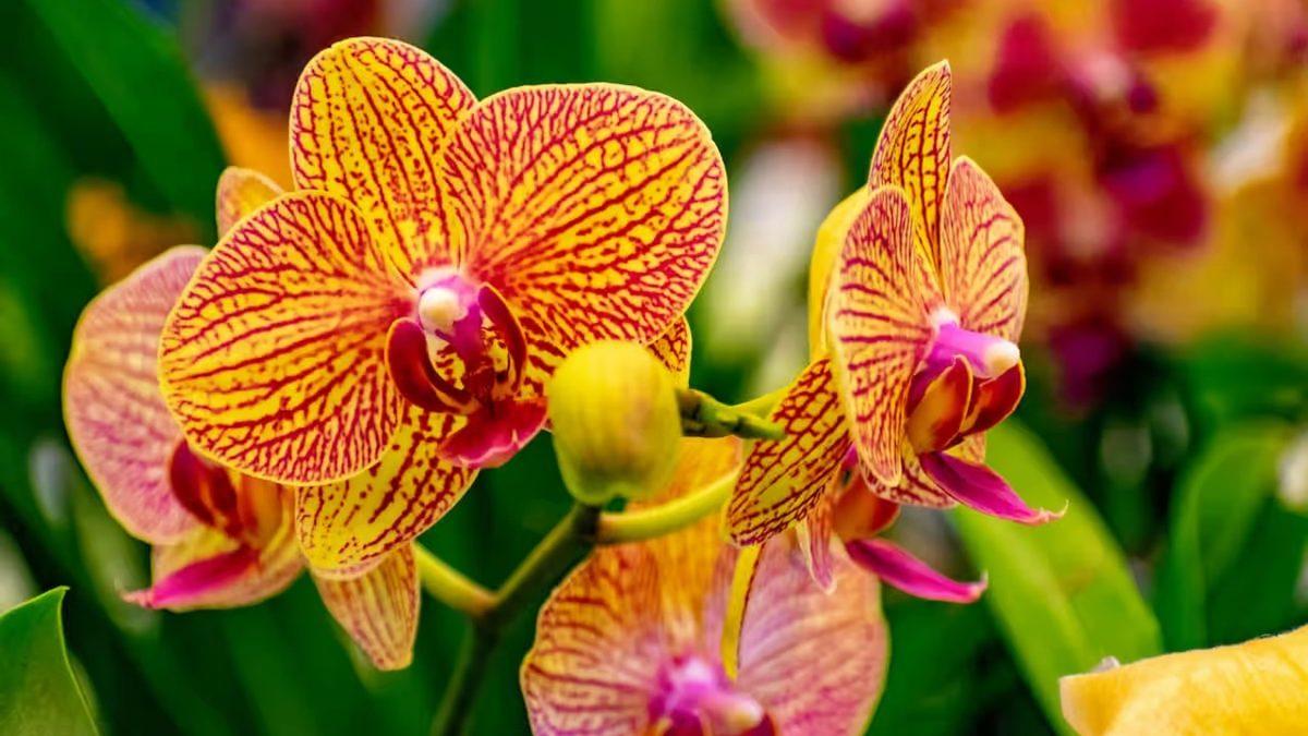 Kediniz Varsa Bu Bitkileri ve Çiçekleri Evinizde Bulundurmayın: Bir Parçası Bile Can Dostunuzu Hayatından Edebilir