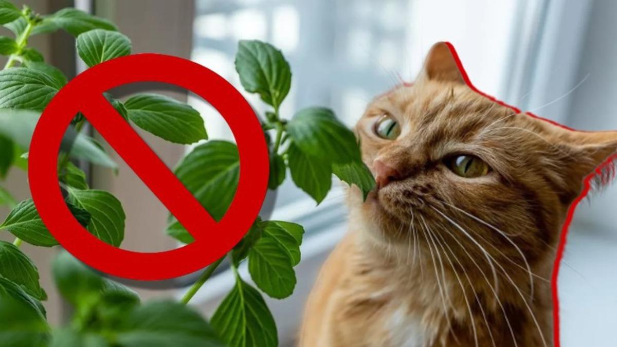 Kediniz Varsa Bu Bitkileri ve Çiçekleri Evinizde Bulundurmayın: Bir Parçası Bile Can Dostunuzu Hayatından Edebilir