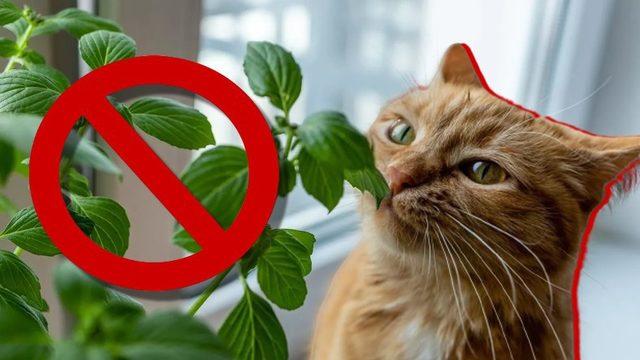 Kediniz Varsa Bu Bitkileri ve Çiçekleri Evinizde Bulundurmayın: Bir Parçası Bile Can Dostunuzu Hayatından Edebilir