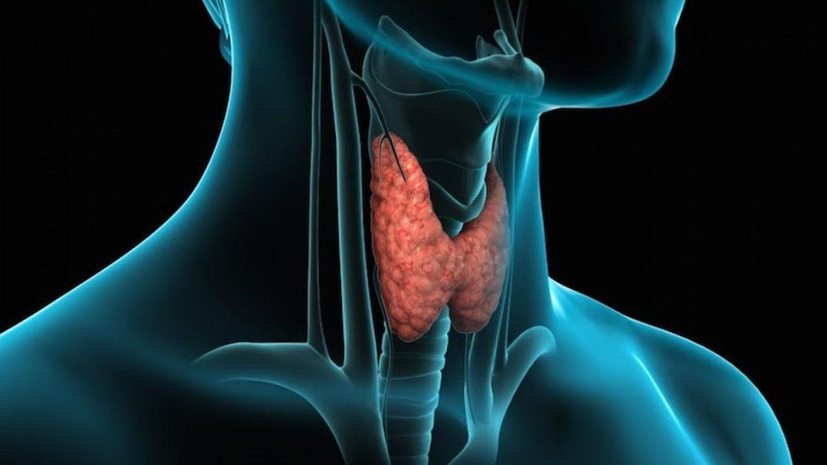 Stresli Anlarda Verdiğimiz Tepkiyi Bile Belirliyor: Vücudumuz İçin Gerekli Hormonların Üretildiği Sistem ‘Endokrin’ Nedir, Görevleri Nelerdir?