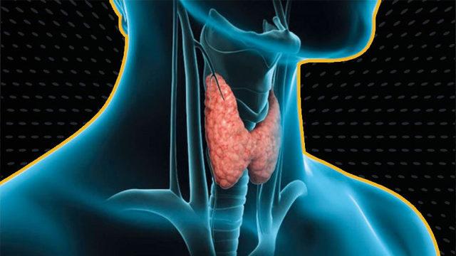Stresli Anlarda Verdiğimiz Tepkiyi Bile Belirliyor: Vücudumuz İçin Gerekli Hormonların Üretildiği Sistem ‘Endokrin’ Nedir, Görevleri Nelerdir?