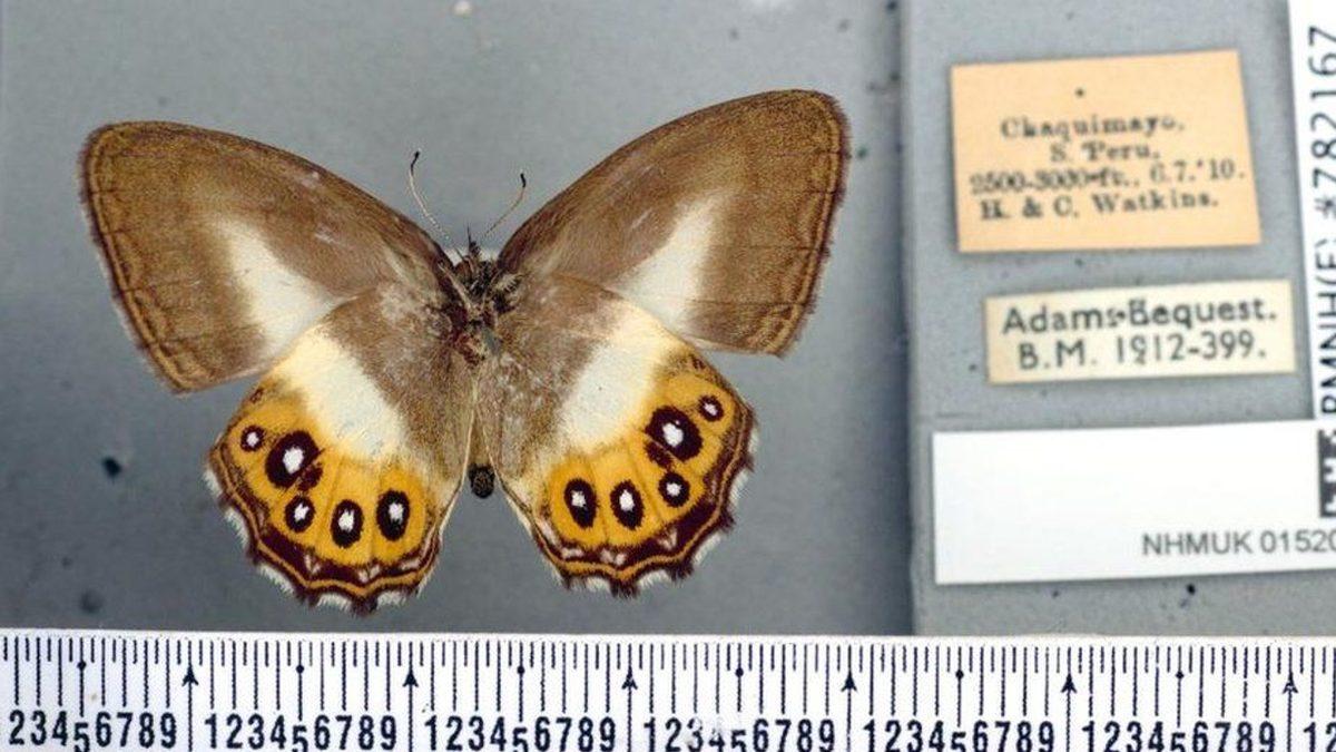 Yeni Bir Kelebek Cinsine Yüzüklerin Efendisi’nin Kötüsü Sauron’un İsmi Verildi: Sebebi ise Kanatları!