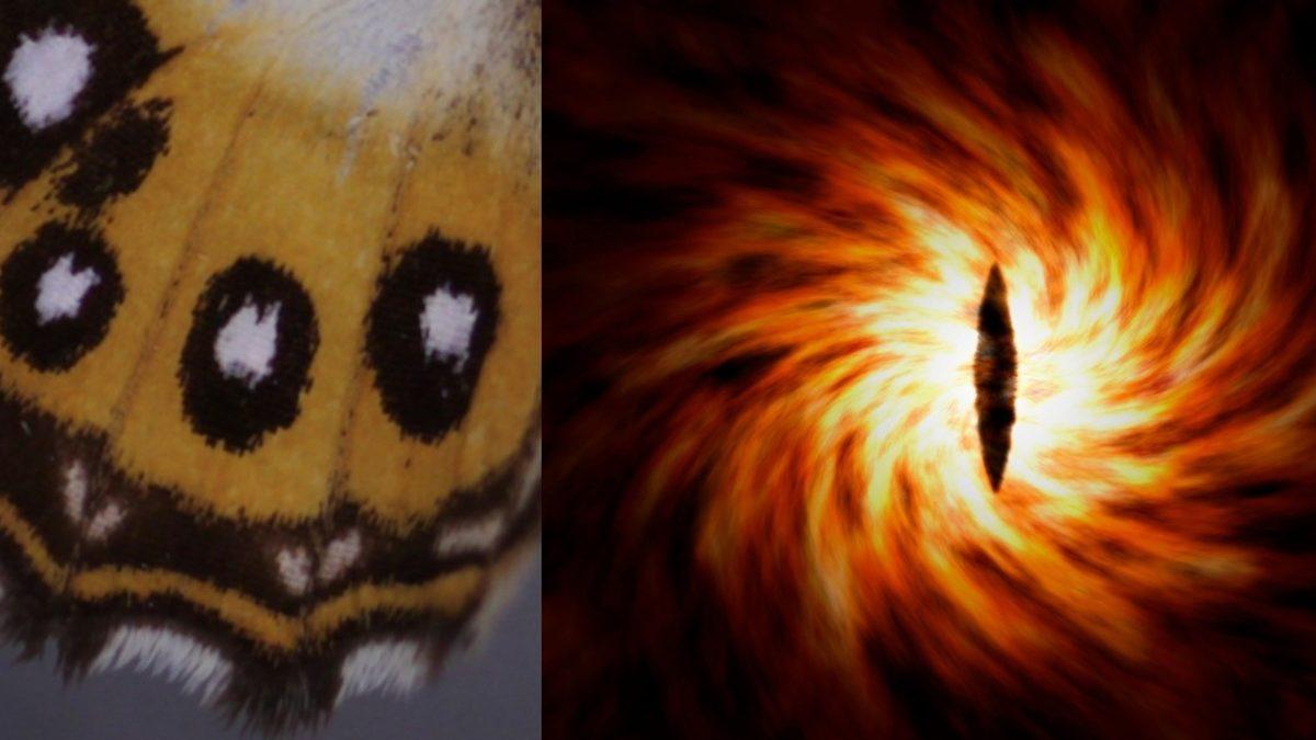 Yeni Bir Kelebek Cinsine Yüzüklerin Efendisi’nin Kötüsü Sauron’un İsmi Verildi: Sebebi ise Kanatları!