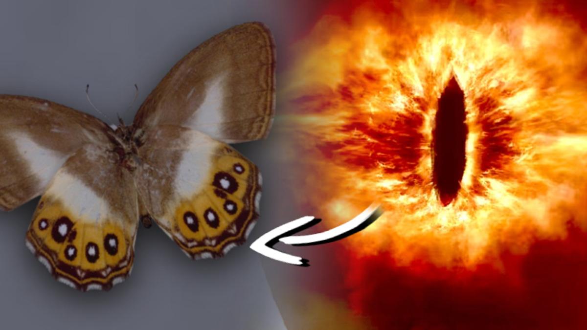 Yeni Bir Kelebek Cinsine Yüzüklerin Efendisi’nin Kötüsü Sauron’un İsmi Verildi: Sebebi ise Kanatları!
