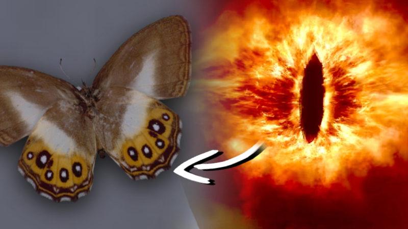 Yeni Bir Kelebek Cinsine Yüzüklerin Efendisi’nin Kötüsü Sauron’un İsmi Verildi: Sebebi ise Kanatları!