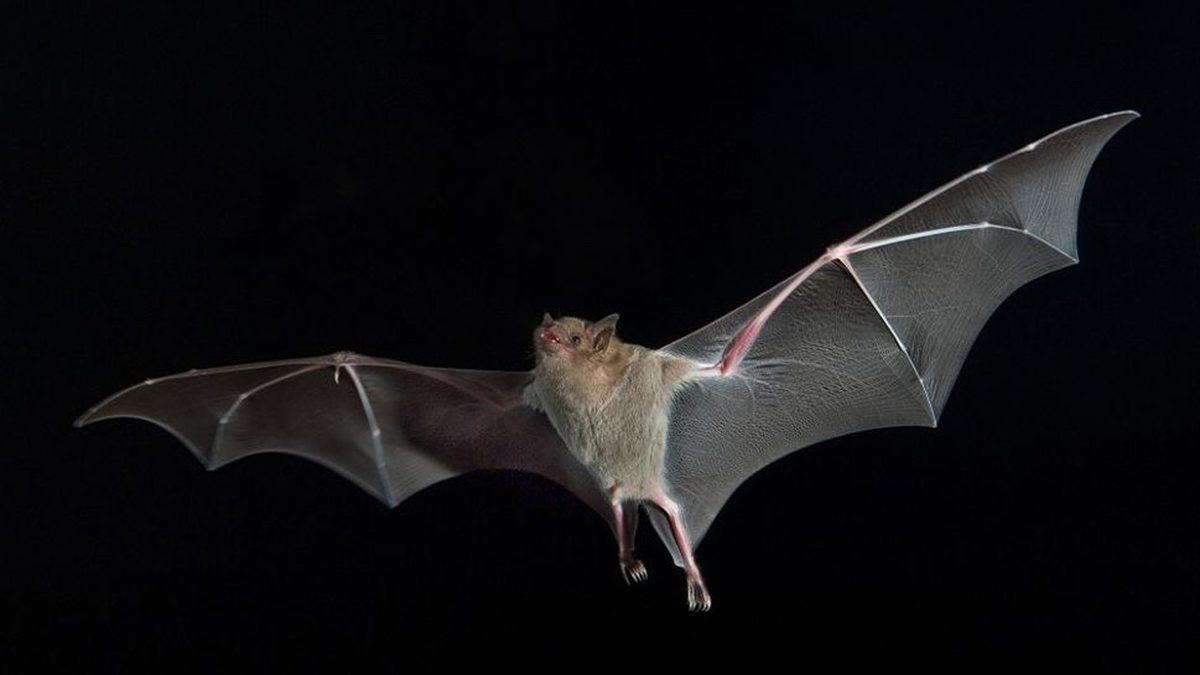 Yarasaların Baş Aşağı Durmasının “Vay be!” Diyeceğiniz Çok Önemli Sebepleri