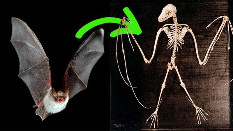 Yarasaların Uçabilen Tek Memeli Hayvan Olmayı Başarmasının Ardındaki Gizem Ne?