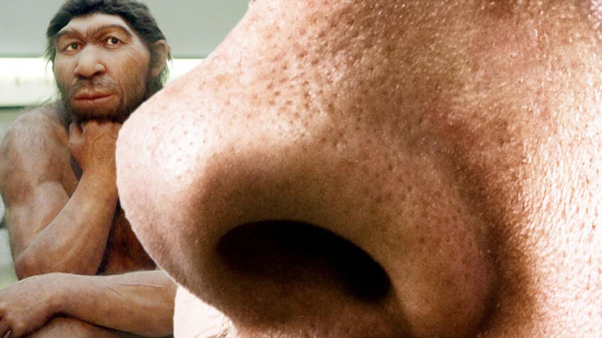 Bazı İnsanların Neden Büyük Burunlu Olduğu Açıklandı: Hayatta Kalmayı Kolaylaştırıyor!