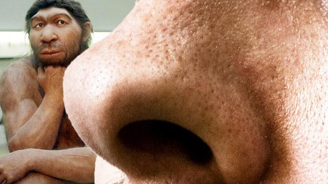 Bazı İnsanların Neden Büyük Burunlu Olduğu Açıklandı: Hayatta Kalmayı Kolaylaştırıyor!