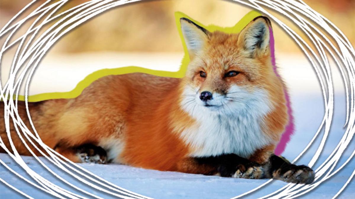 Okuduktan Sonra Neden ’Kurnaz’ Dendiğini Çok Daha İyi Anlayacaksanız: Tilkilerin 9 İlginç Özelliği