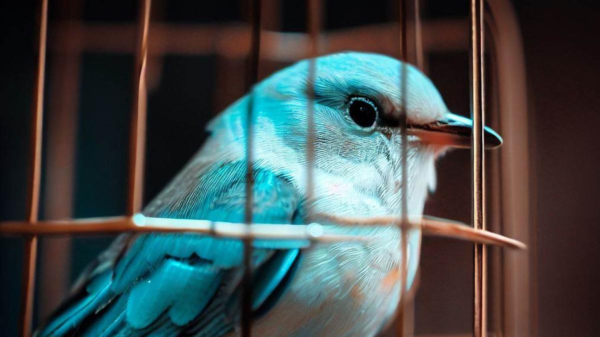 Twitter’dan Seçim Öncesinde Türkiye Hakkında Kritik Bir Açıklama Geldi