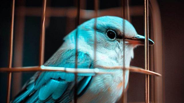 Twitter’dan Seçim Öncesinde Türkiye Hakkında Kritik Bir Açıklama Geldi