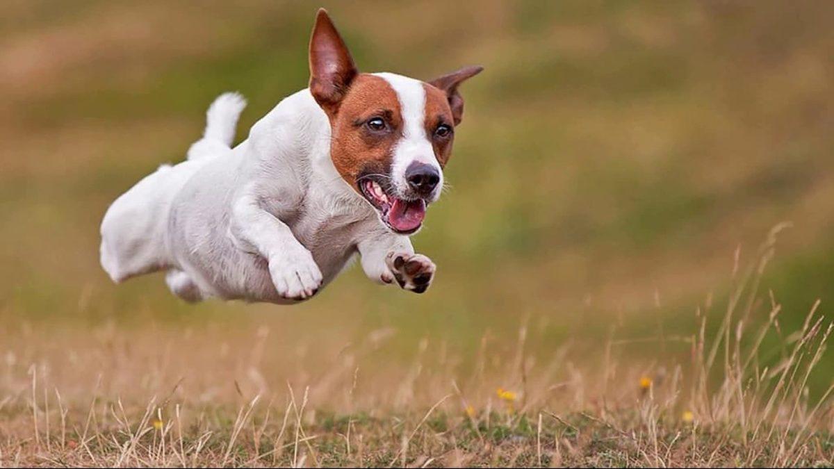 Olduğu Yerde Metrelerce Yükseğe Zıplayacak Kadar Yetenekli Jack Russell Cinsi Köpekler Hakkında 10 İlginç Bilgi