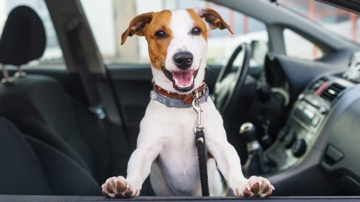 Olduğu Yerde Metrelerce Yükseğe Zıplayacak Kadar Yetenekli Jack Russell Cinsi Köpekler Hakkında 10 İlginç Bilgi