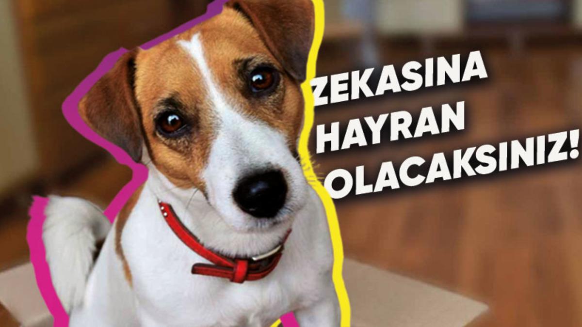 Olduğu Yerde Metrelerce Yükseğe Zıplayacak Kadar Yetenekli Jack Russell Cinsi Köpekler Hakkında 10 İlginç Bilgi