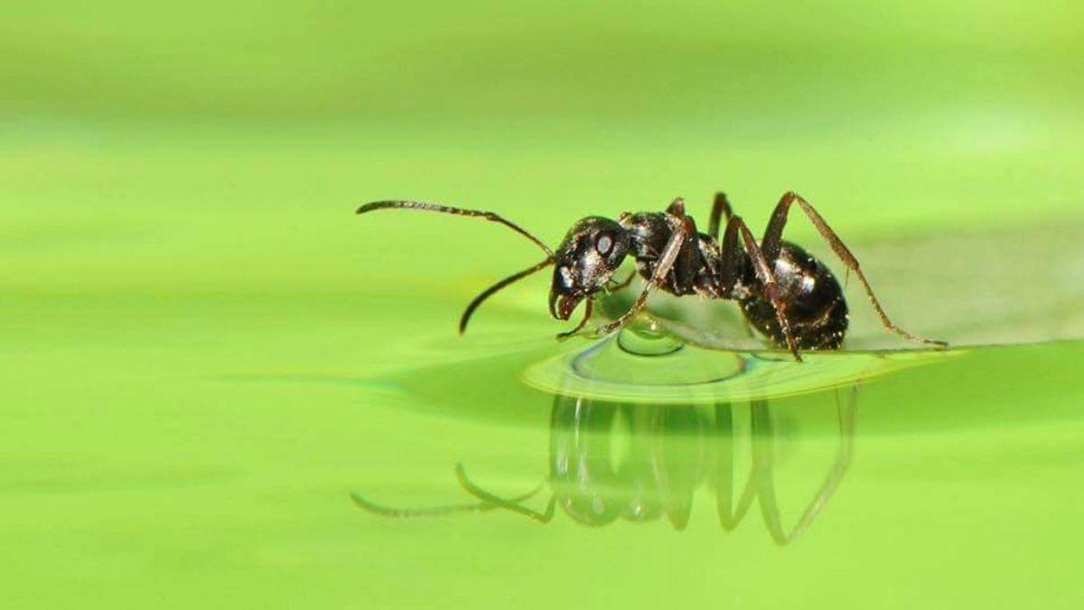Karıncalar Hakkında İlk Kez Duyacağınız Bilgiler: Çiftleşmeden Çoğalabilen Bir Türü Var!