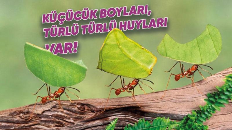 Karıncalar Hakkında İlk Kez Duyacağınız Bilgiler: Çiftleşmeden Çoğalabilen Bir Türü Var!