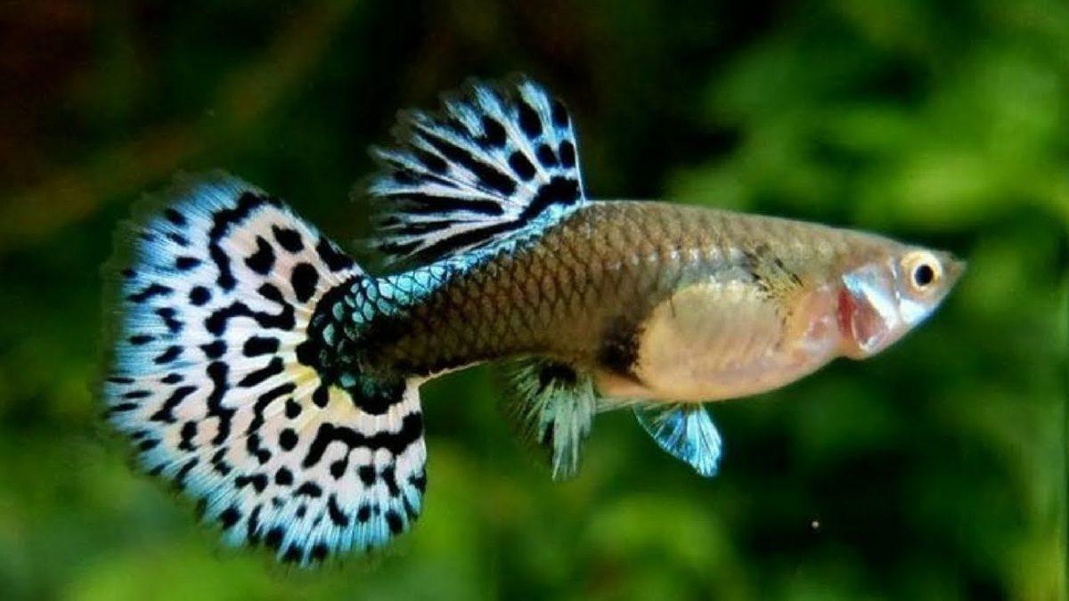 Basit Bir Akvaryum Balığı Gibi Görünen ’Lepistes’, Aslında Milyonlarca İnsanın Hayatını Kurtardı: Peki ama Nasıl?