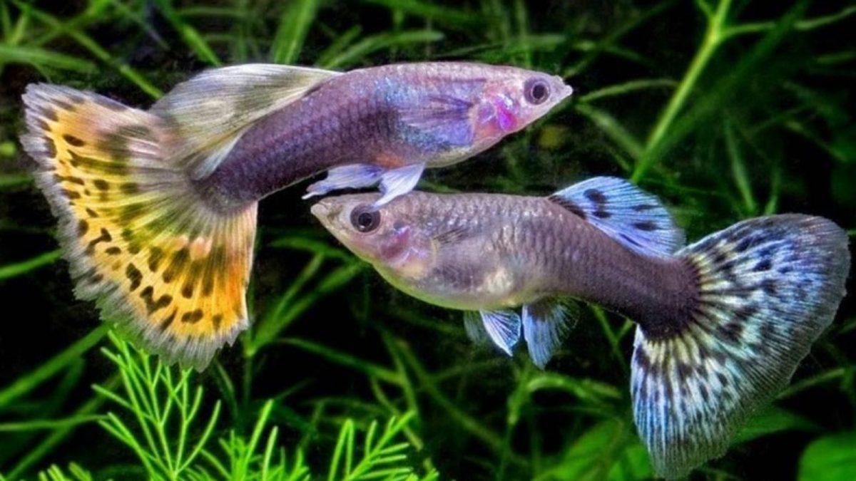 Basit Bir Akvaryum Balığı Gibi Görünen ’Lepistes’, Aslında Milyonlarca İnsanın Hayatını Kurtardı: Peki ama Nasıl?