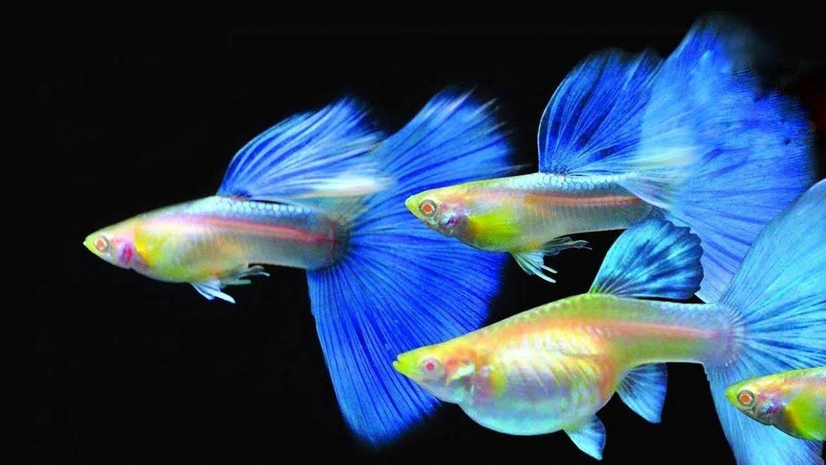 Basit Bir Akvaryum Balığı Gibi Görünen ’Lepistes’, Aslında Milyonlarca İnsanın Hayatını Kurtardı: Peki ama Nasıl?