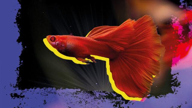 Basit Bir Akvaryum Balığı Gibi Görünen ’Lepistes’, Aslında Milyonlarca İnsanın Hayatını Kurtardı: Peki ama Nasıl?