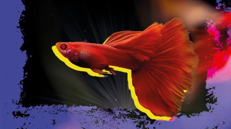 Basit Bir Akvaryum Balığı Gibi Görünen ’Lepistes’, Aslında Milyonlarca İnsanın Hayatını Kurtardı: Peki ama Nasıl?