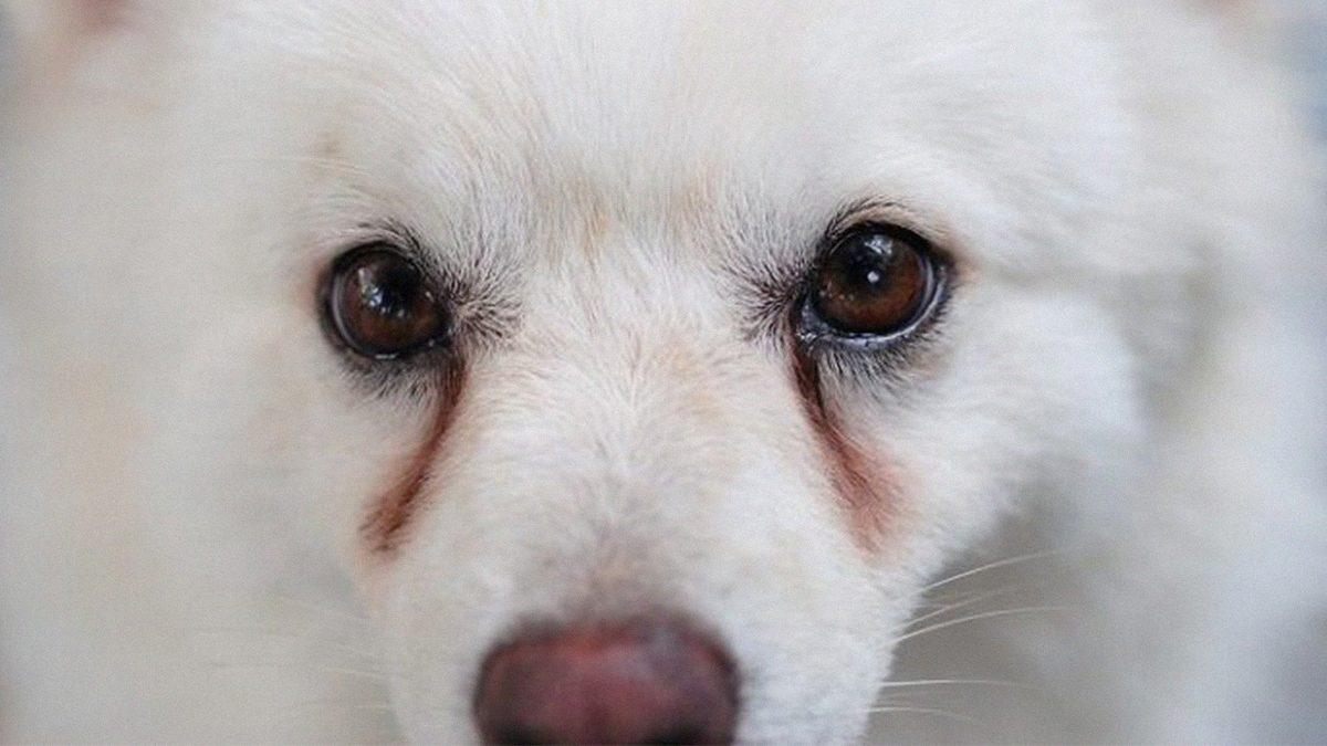 Cins Köpek Zannedilse de 2800 Yıldır Kucağımızda Gezen Sevimli Malta Köpeklerinin 8 İlginç Özelliği