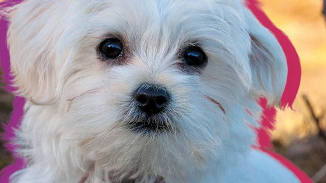 Cins Köpek Zannedilse de 2800 Yıldır Kucağımızda Gezen Sevimli Malta Köpeklerinin 8 İlginç Özelliği