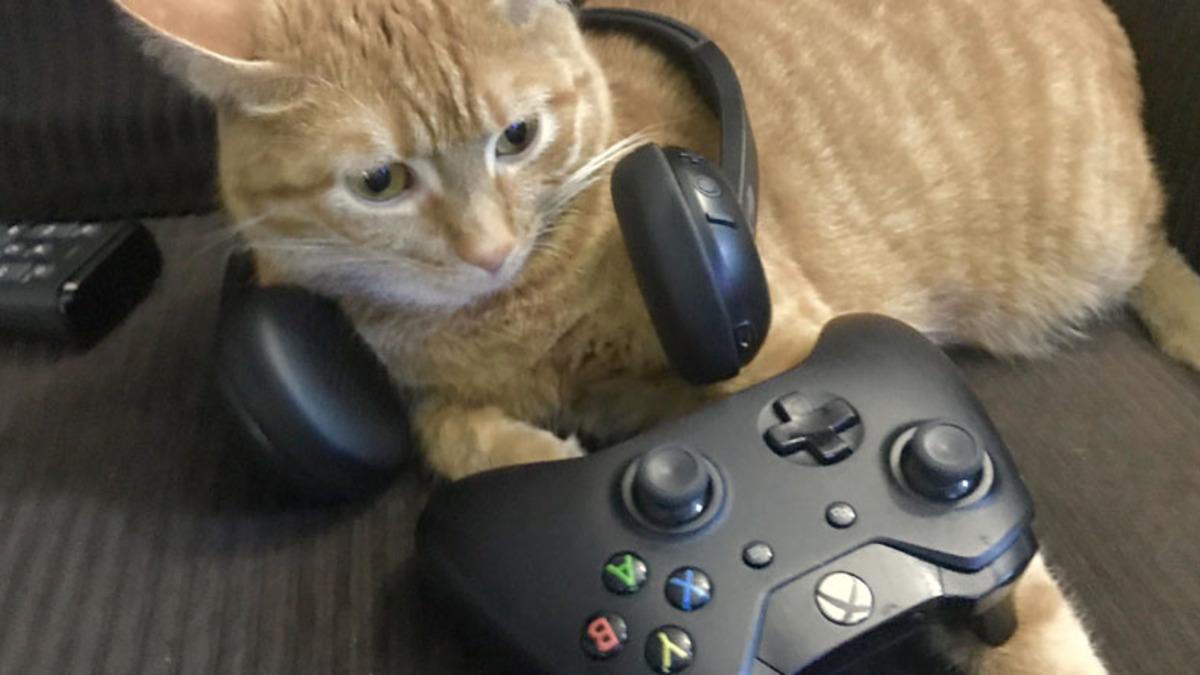 Çıktığı Dönem Bir Anda Viral Olan Kedi Simülatörü Stray Xbox’a Gelebilir