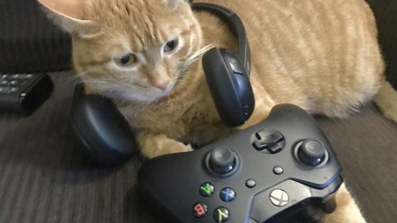 Çıktığı Dönem Bir Anda Viral Olan Kedi Simülatörü Stray Xbox’a Gelebilir