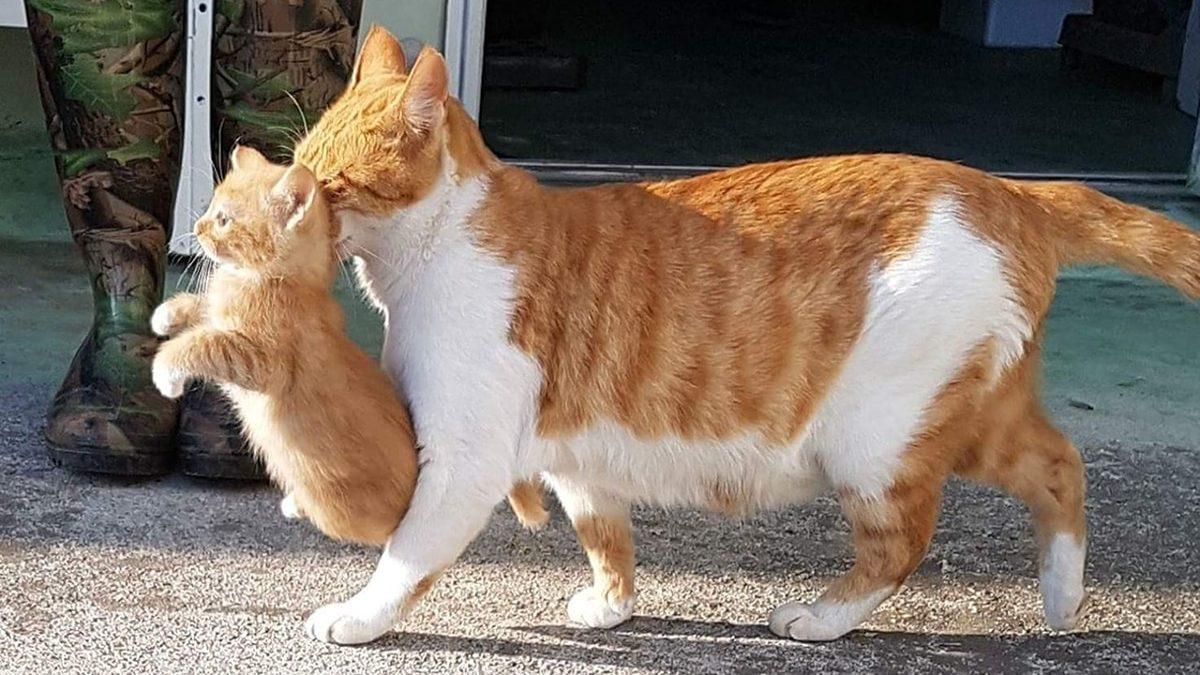 Bazı Hayvanlar Neden Yavrularını Yer? Sebebini Öğrenince Artık O Kadar da Trajik Gelmeyecek!