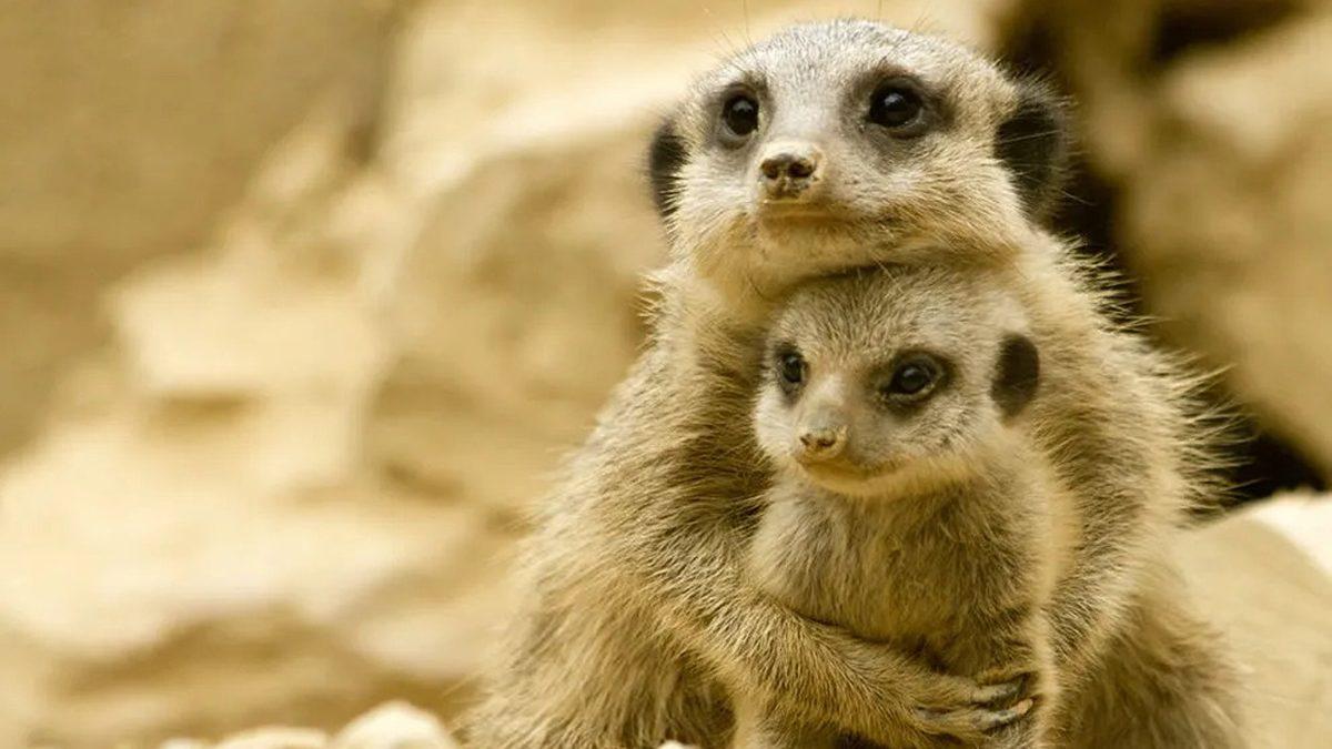 Bazı Hayvanlar Neden Yavrularını Yer? Sebebini Öğrenince Artık O Kadar da Trajik Gelmeyecek!