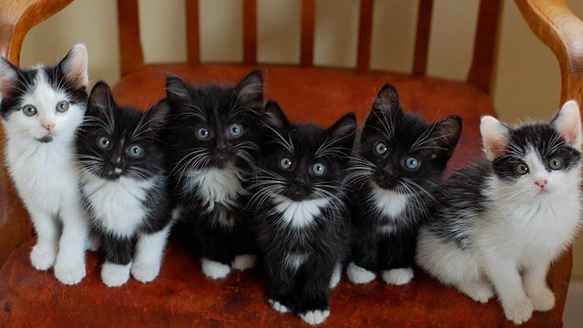 Bazı Hayvanlar Neden Yavrularını Yer? Sebebini Öğrenince Artık O Kadar da Trajik Gelmeyecek!