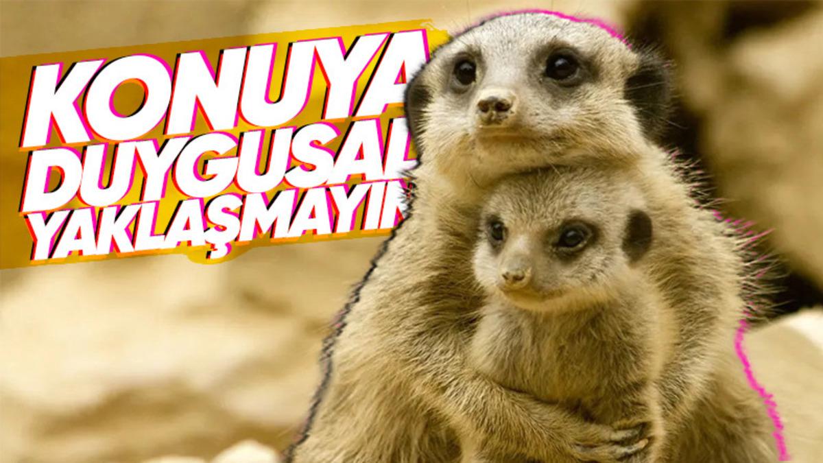 Bazı Hayvanlar Neden Yavrularını Yer? Sebebini Öğrenince Artık O Kadar da Trajik Gelmeyecek!