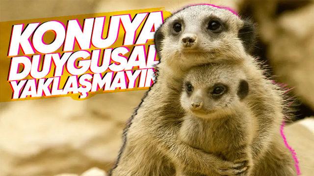 Bazı Hayvanlar Neden Yavrularını Yer? Sebebini Öğrenince Artık O Kadar da Trajik Gelmeyecek!