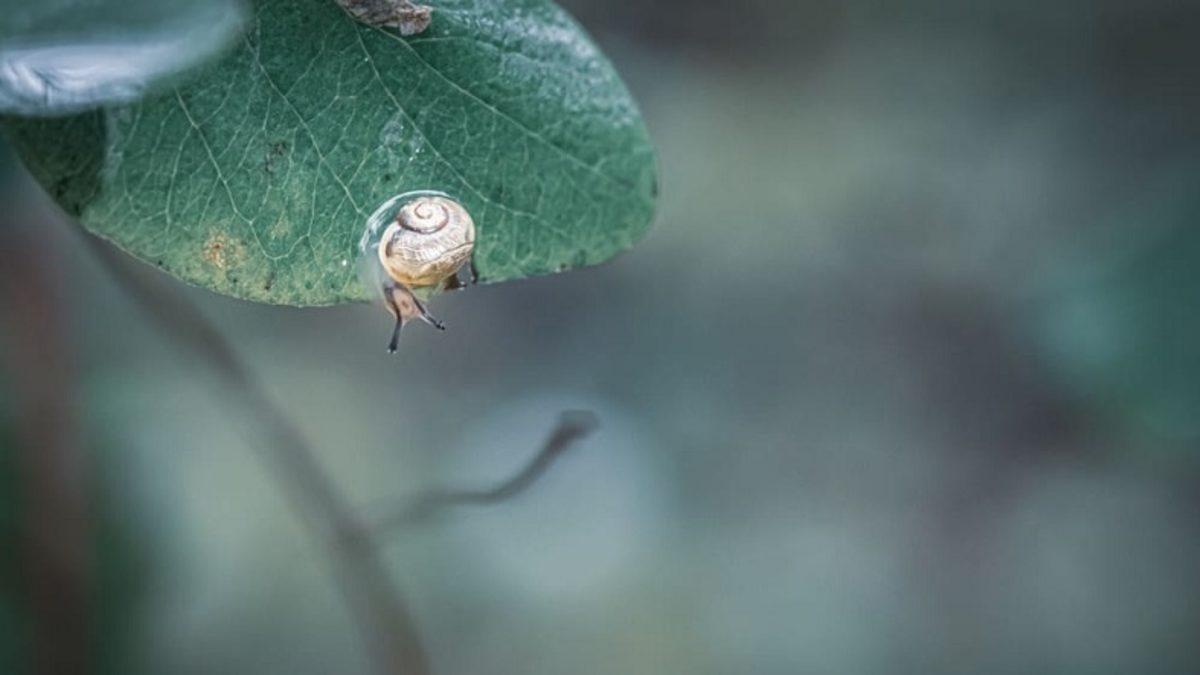 Salyangozlar Hakkında 10 Enteresan Bilgi: Uyku Süresini Duyunca İnanmakta Güçlük Çekeceksiniz!