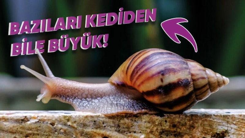 Salyangozlar Hakkında 10 Enteresan Bilgi: Uyku Süresini Duyunca İnanmakta Güçlük Çekeceksiniz!