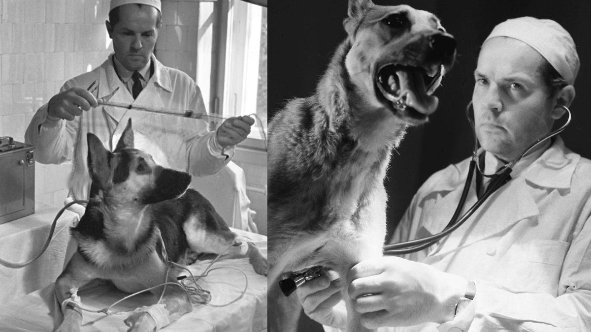 İki Başlı Bir Köpek Yapmaya Çalışan Tuhaf Cerrahın Tartışmalı Deneyi Hakkındaki Rahatsız Edici Detaylar