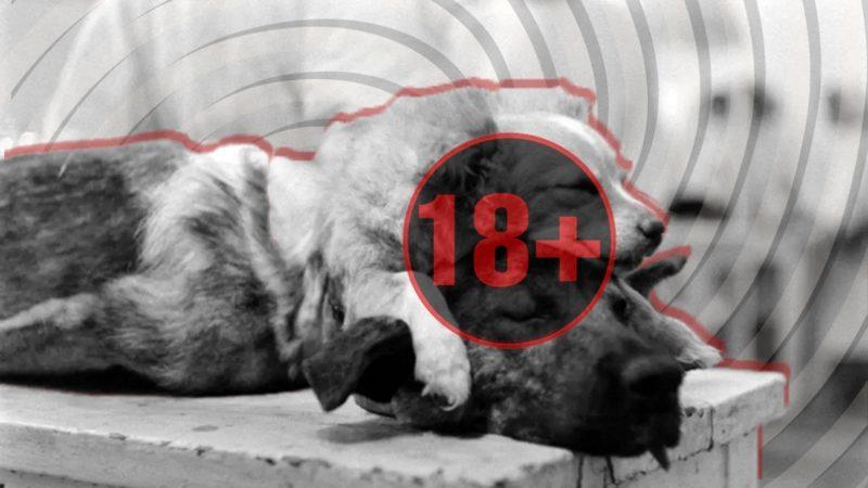 İki Başlı Bir Köpek Yapmaya Çalışan Tuhaf Cerrahın Tartışmalı Deneyi Hakkındaki Rahatsız Edici Detaylar