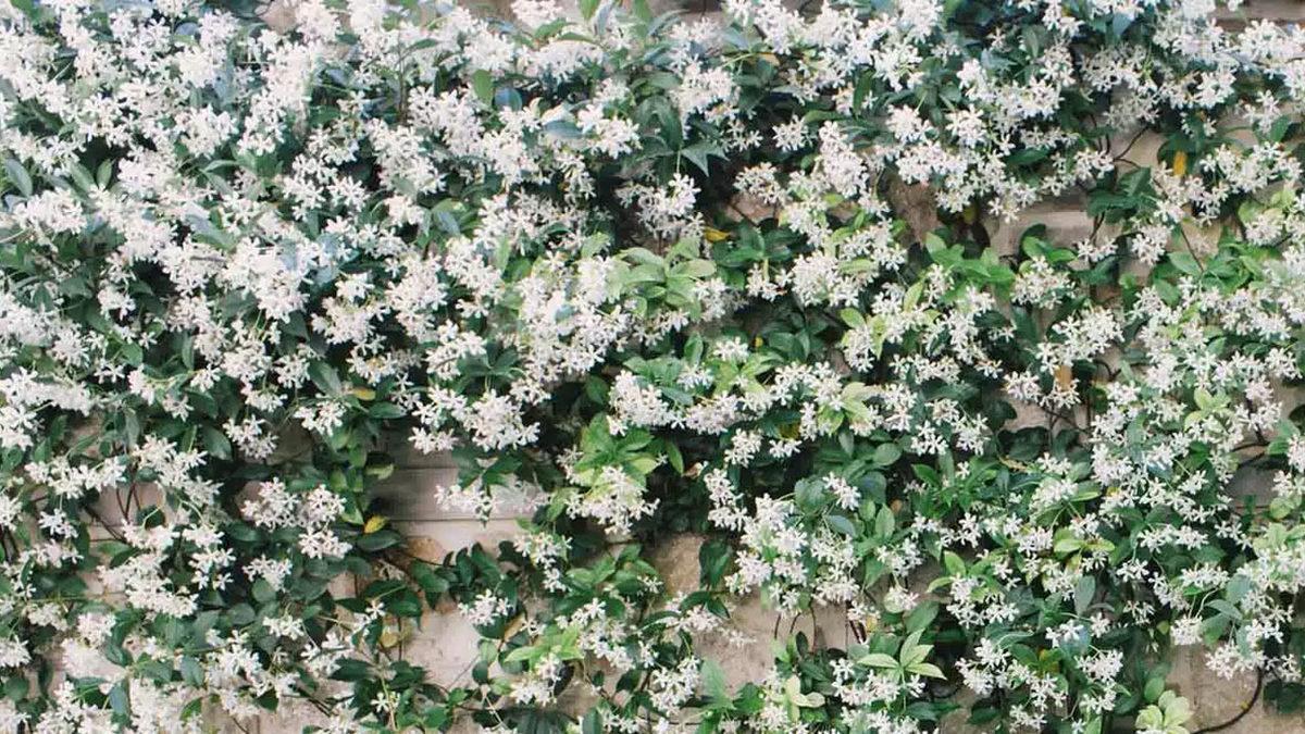 Koklayanlarda Cinsel Hazzı Artıran Afrodizyak Etkili 9 Koku Önerisi