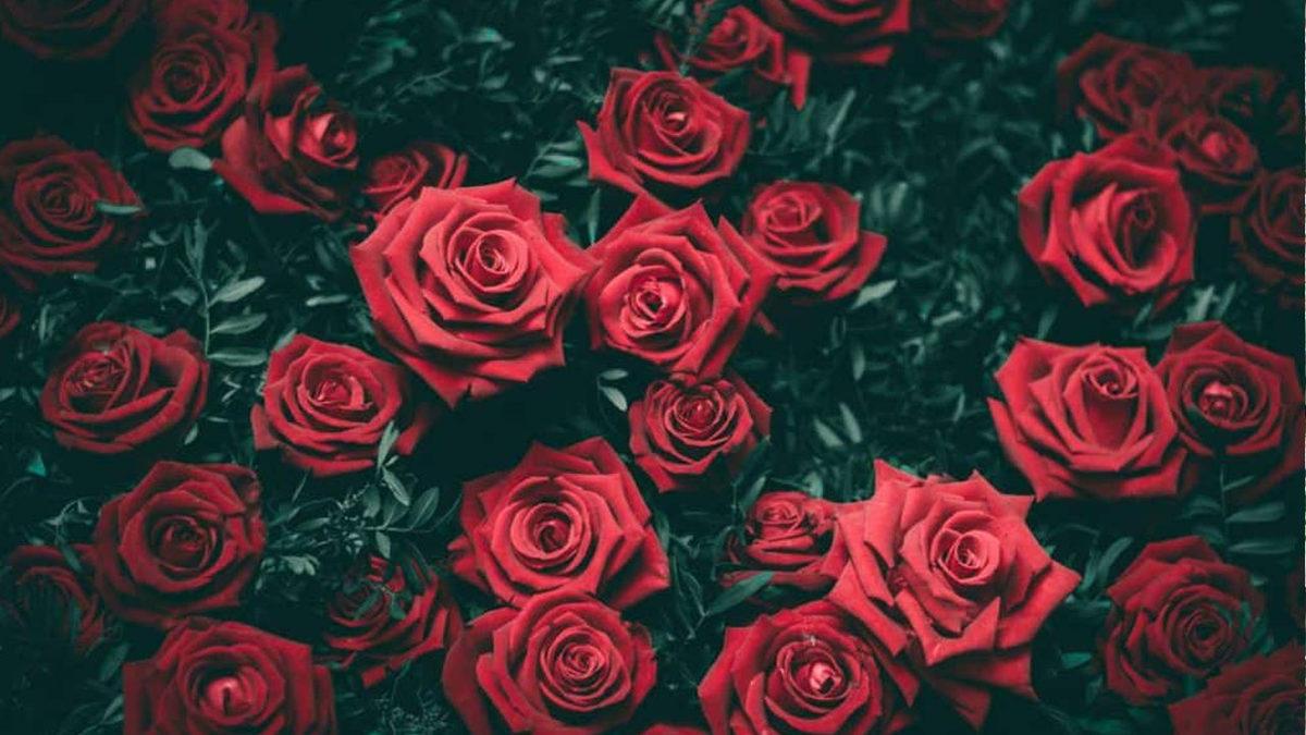 Koklayanlarda Cinsel Hazzı Artıran Afrodizyak Etkili 9 Koku Önerisi