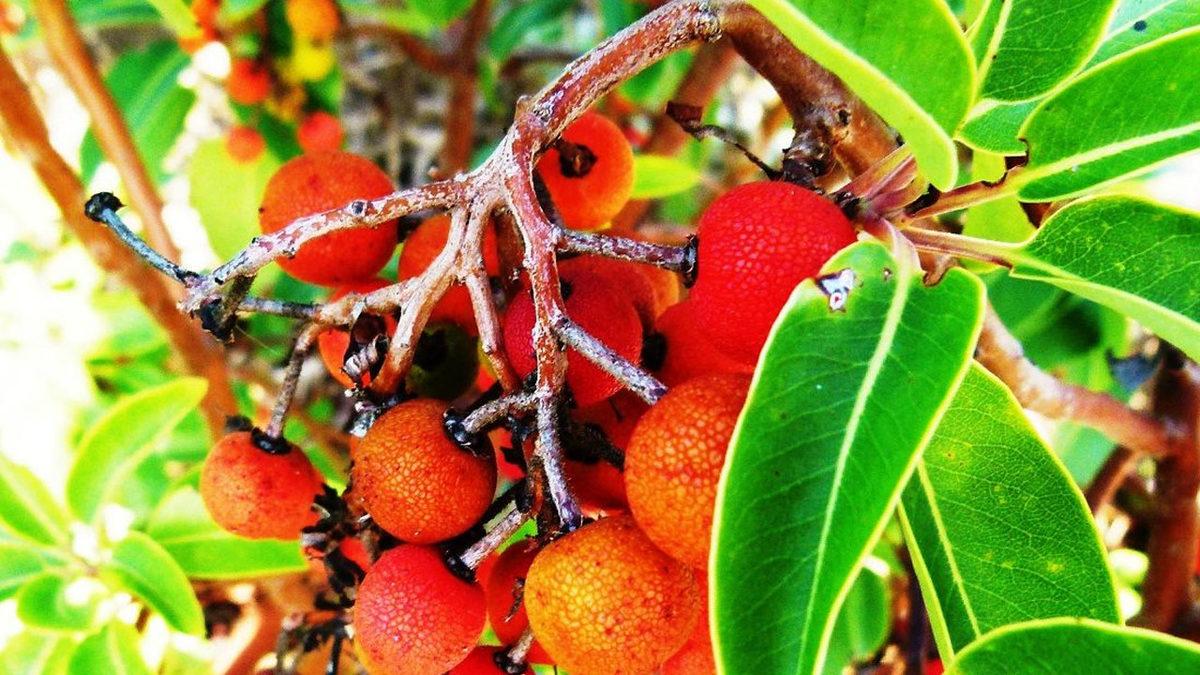 Koklayanlarda Cinsel Hazzı Artıran Afrodizyak Etkili 9 Koku Önerisi