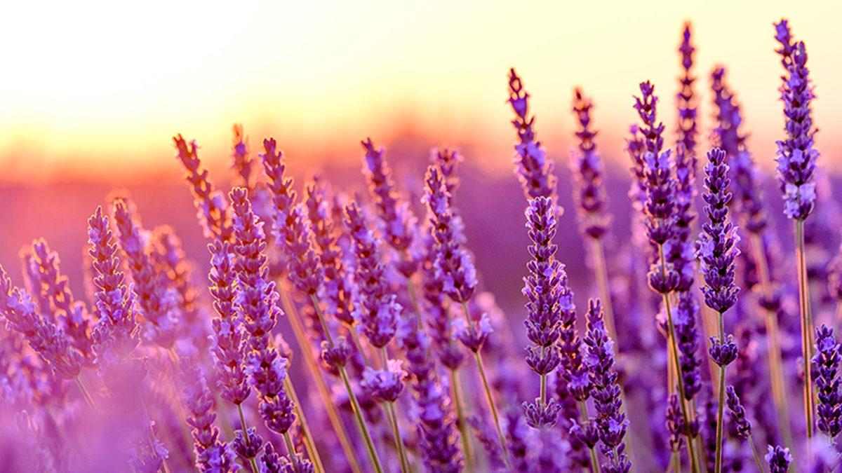 Koklayanlarda Cinsel Hazzı Artıran Afrodizyak Etkili 9 Koku Önerisi