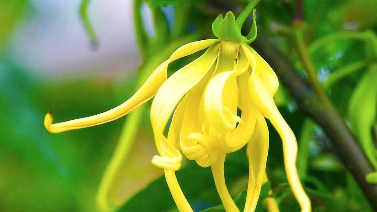 Koklayanlarda Cinsel Hazzı Artıran Afrodizyak Etkili 9 Koku Önerisi