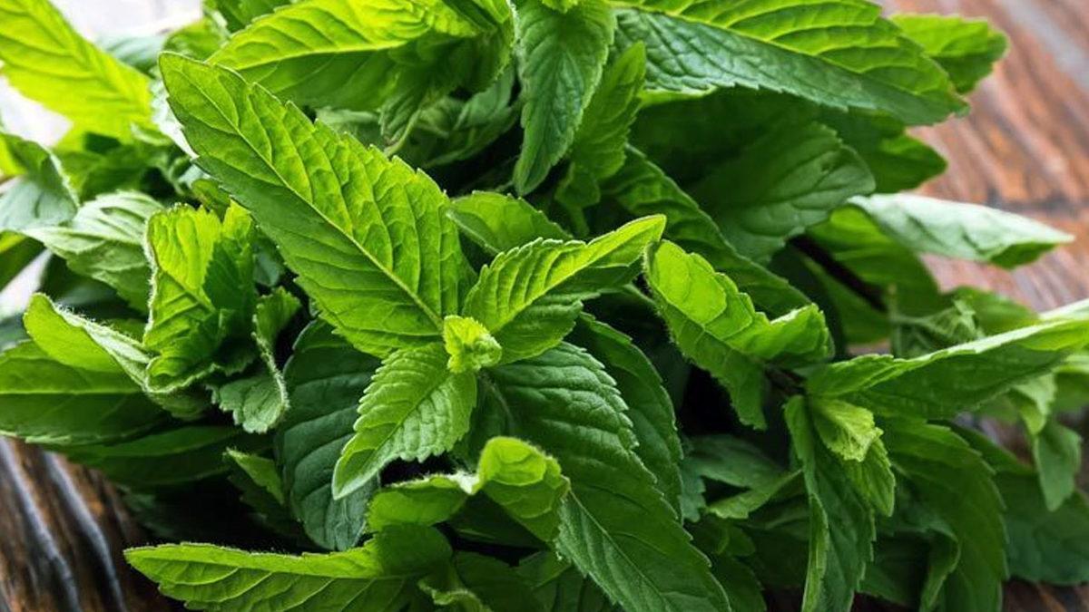 Koklayanlarda Cinsel Hazzı Artıran Afrodizyak Etkili 9 Koku Önerisi