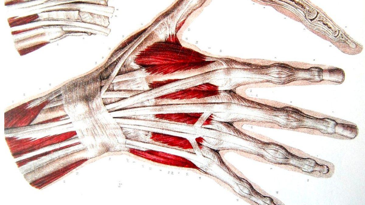 İnanmayan Denesin: Uyanır Uyanmaz Elimizi Neden Sıkı Bir Yumruk Haline Getiremeyiz?