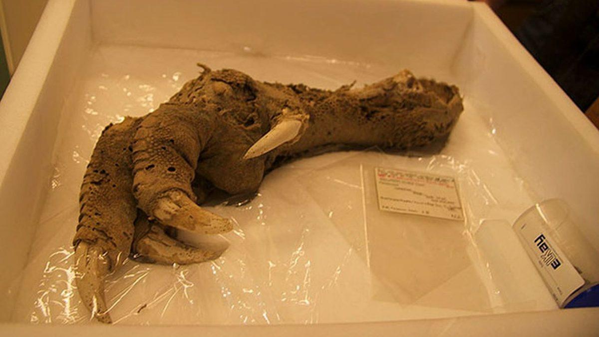 Vampir Cenaze Törenlerinden Beyni Yenmiş Kafataslarına… Birbirinden Ürkütücü 10 Arkeolojik Keşif