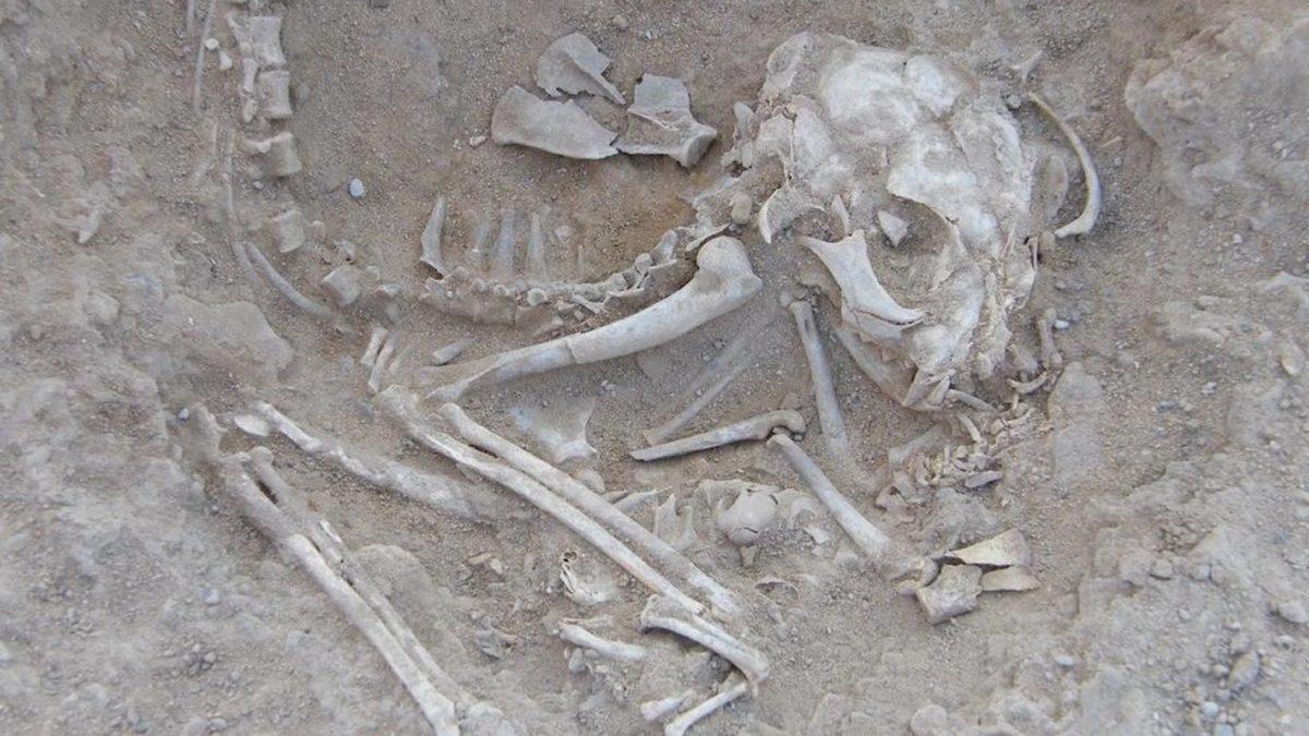 Kedileri Mücevherlerle Süsleyen Hatta Mumyalayan Antik Mısırlılar Onlara Neden Bu Kadar Takıntılıydı?